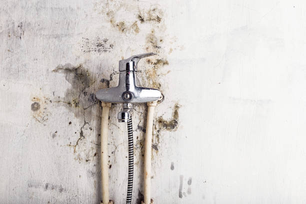 Best Industrial Mold Remediation in Brady, TX