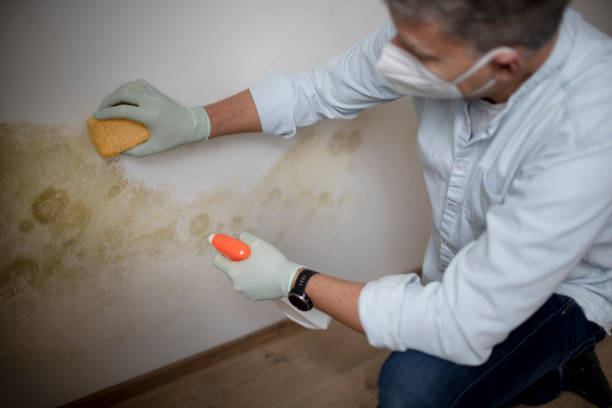 Trusted Brady, TX Mold Remediation Experts