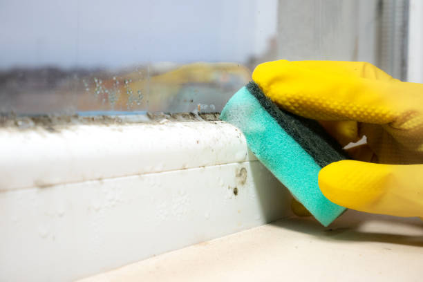 Best White Mold Remediation in Brady, TX
