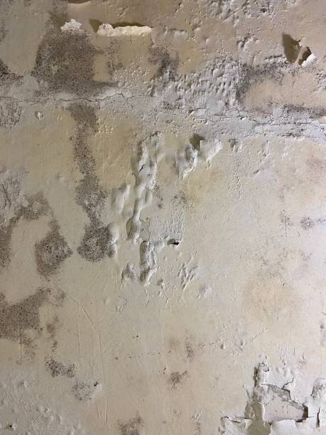 Best Kitchen Mold Remediation in Brady, TX