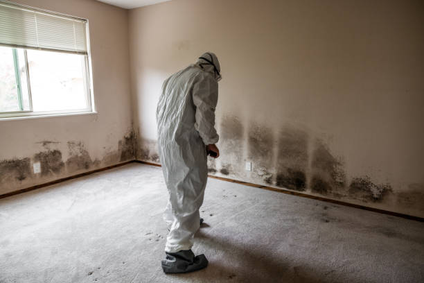 Best Attic Mold Remediation in Brady, TX