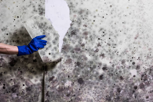 Professional Mold Remediation in Brady, TX