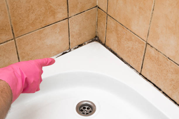 Best Mold Testing and Inspection Services in Brady, TX